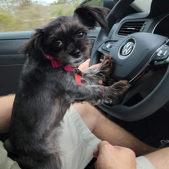 Meet your Poshers, Rayme, Josh, and Stella - Picture 2 of 2